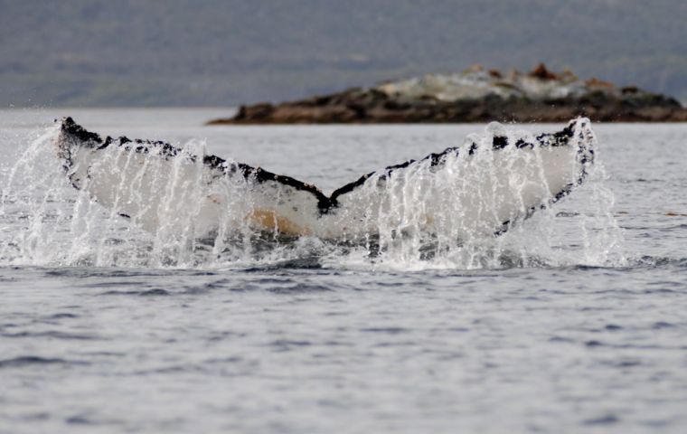 Francisco Coloane Park in the extreme south region of Magallanes, seeks to preserve the feeding area of the humpback whale and its breeding areas