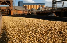Figures released by the Ministry of Agriculture show that as of Dec. 18, exporters had registered 5.52m tons of forward sales for export of the 2019-20 soybean crop