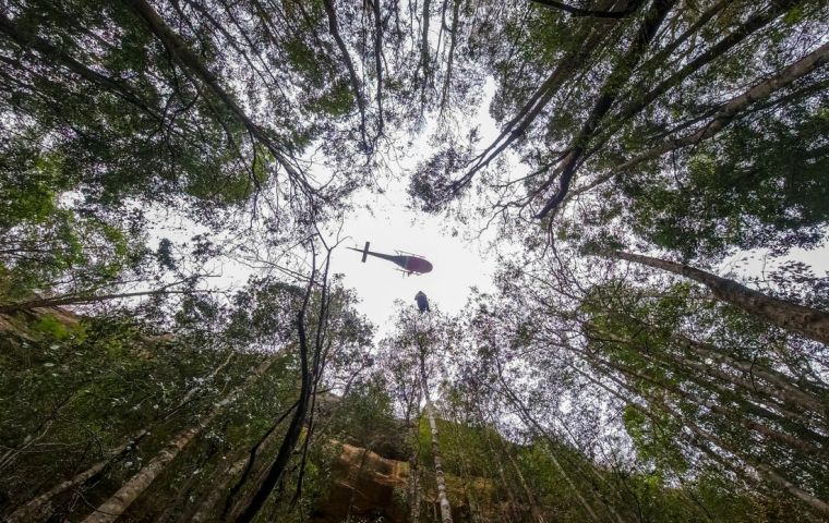 Fewer than 200 of the trees exist in the wild, hidden in a gorge in the World Heritage Blue Mountains northwest of Sydney