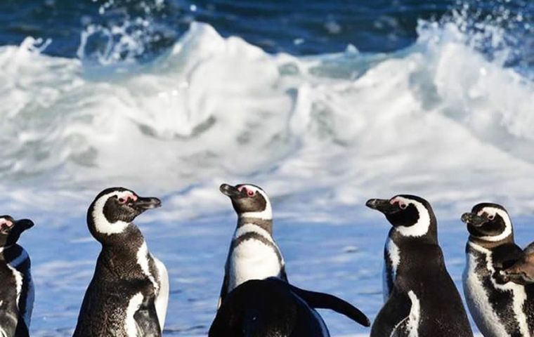 The penguins were found on the eastern side of Isla de los Estados off the eastern tip of Tierra del Fuego at the southernmost end of the South American continent