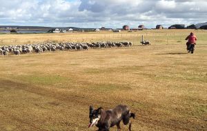 “His farm is more ranch style – 12,500 hectares with 3,500 Polwarth cross sheep for merino wool. There are also 50 wethers for meat and 120 cattle for breeding”
