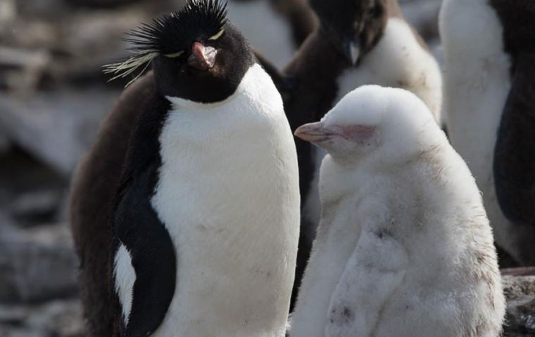 The colony is at the south west end of Sea Lion. Rockhopper penguins are among the smaller species of penguin: at full growth, they are about 20 inches in height. (Pic M. Reeves)