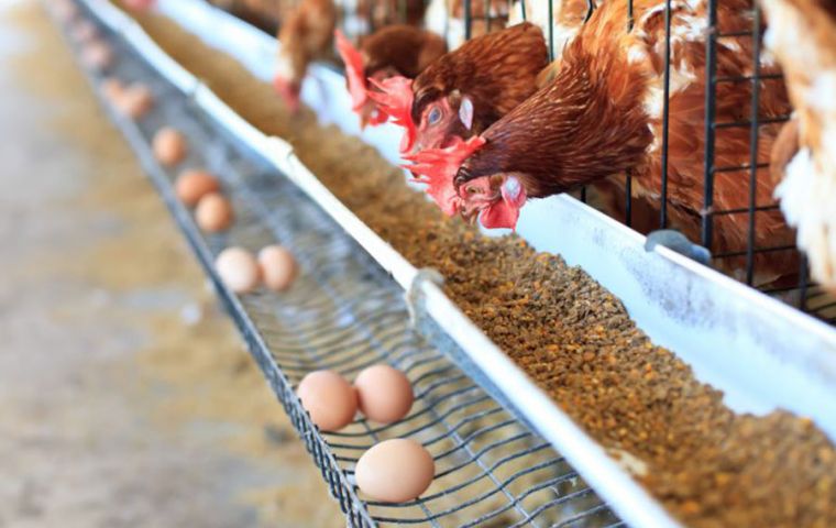 Egg production requires the hatching of millions of chicks every year, with the females sold to be raised and exploited by commercial poultry farms.
