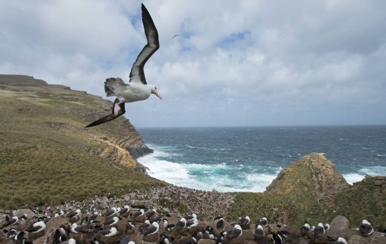 An albatross colony in the Falkland Islands 