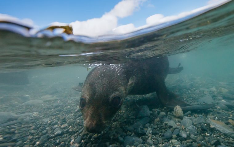 The census, timed to coincide with the peak pupping season, focused on pups as an index for the population in general due to their distinctive black natal hair