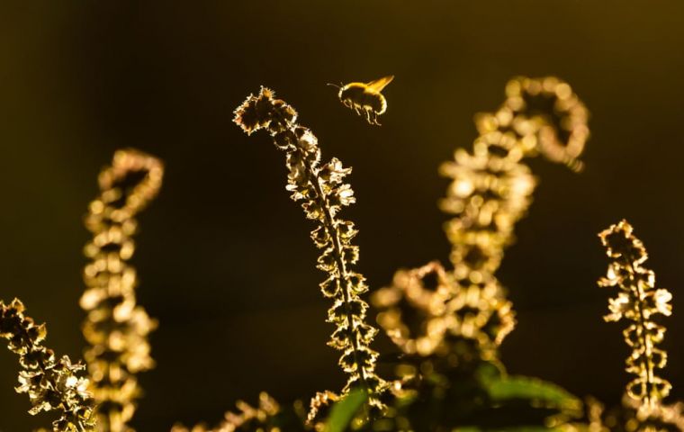 Rising temperatures are contributing to drastic declines of bumblebees across Europe and North America at rates “consistent with a mass extinction”