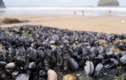 Footage posted to social media shows rock pools choked almost knee-deep with mussel shells remarking “they're all dead ... there's nothing left”.