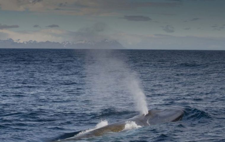South Georgia is a key summer feeding ground for a number of whale species, but the whaling industry nearly wiped them out, killing over 176,000 in sixty years.