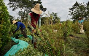 Bogotá said some 700 hectares of forest in the Sierra de la Macarena national park in southern Colombia have been destroyed by dissidents of FARC guerrilla group 