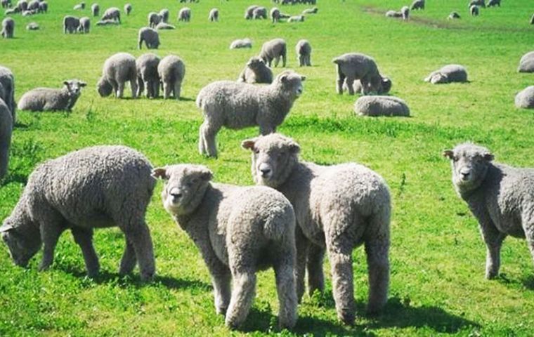 Argentine lamb and mutton will soon be sold in China 
