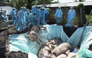  The ministry said 2,825 pigs had died by Thursday in five areas of East Nusa Tenggara