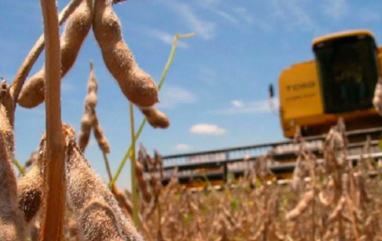 Argentina is projected to export 8.2 million mt of soybeans in 2019-20, down 10% year on year, the USDA said in its latest world agricultural estimates