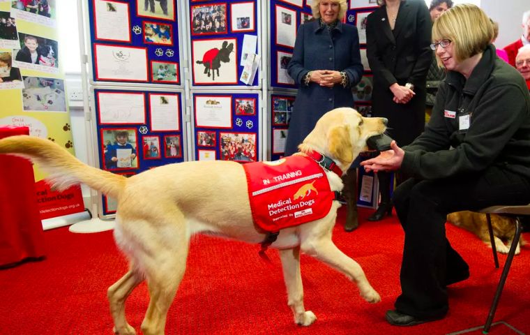 The charity has previously trained dogs to detect diseases such as cancer, Parkinson's and bacterial infections by sniffing samples taken from patients.