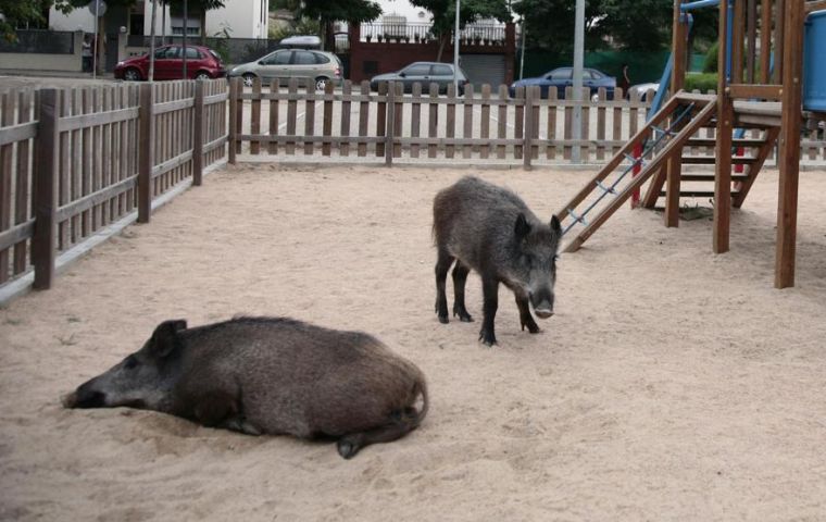 Wild boar have descended from the hills around Barcelona in Spain while sika deer are nosing their way around the deserted metro stations of Nara in Japan.