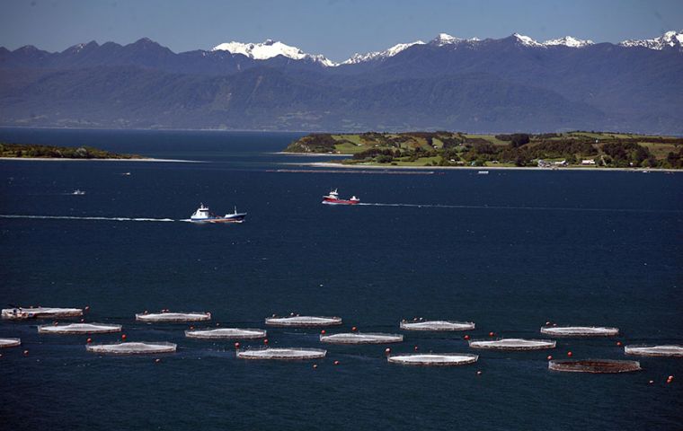 Marine Farm first reported the mortality of ten thousand fish with an average weight of 4.3 kg, which were affected by the presence of the Cochlodinium sp.(*)