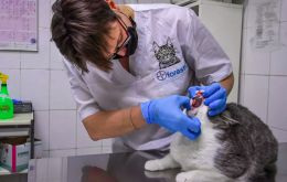 The cats, from separate areas of New York state, had mild respiratory illness and are expected to make a full recovery. 