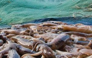 The Falklands Calamari season ends Saturday and their large ships will head to Vigo while the others will continue for a time using other quota. 