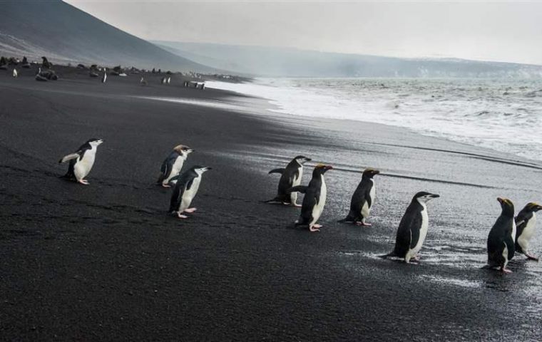 A key landmark for seabirds and seals was a two-month extension to the closure of krill fisheries throughout the entire MPA