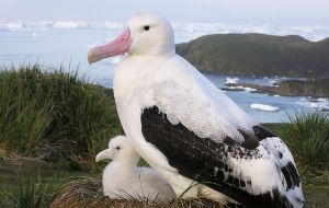 Items ingested by wandering albatrosses and giant petrels were primarily food-related wrapping that had been packaged in South America (Pic BAS)