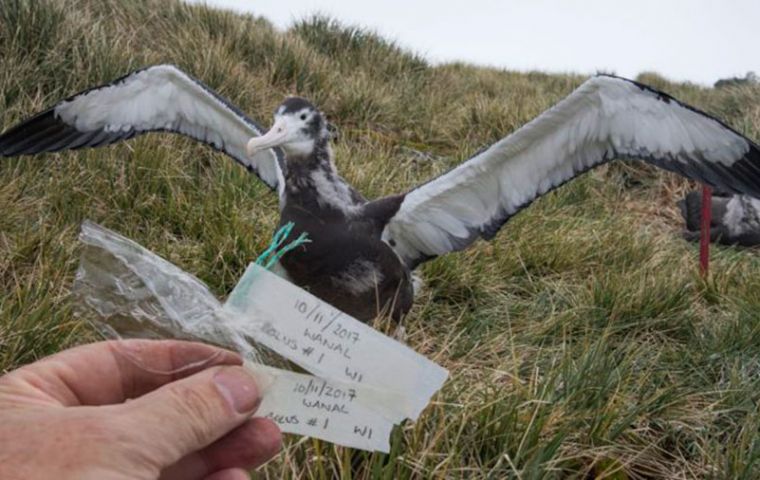 Plastic debris collected from the nest of a wandering albatross on Bird Island. (Pic BAS)