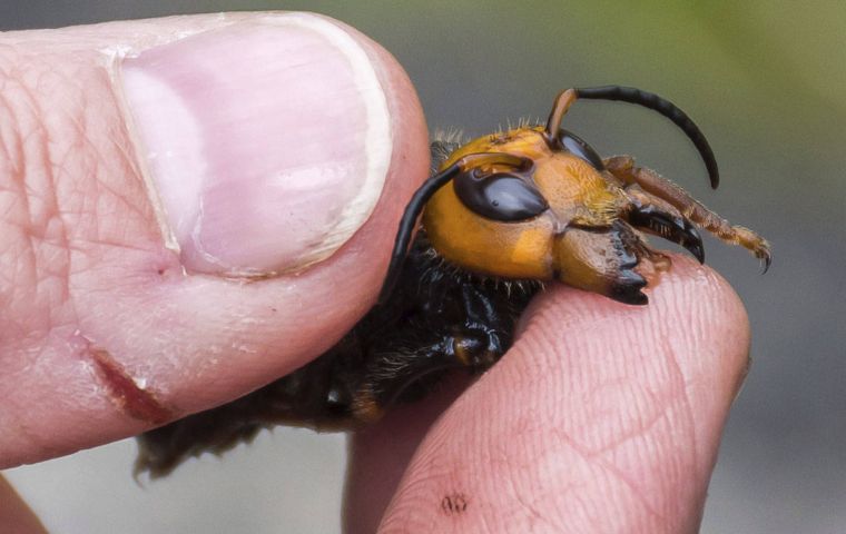 The stinging Vespa mandarinia can grow as large as 6.35cm in length and is native to South-east Asia, China and Taiwan