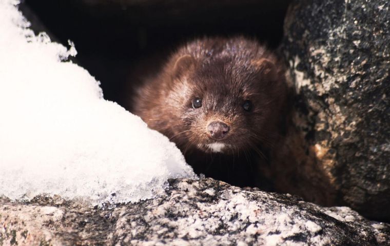 Mink carrying the virus were found on four of the 155 farms in the country where they are bred for their fur, Agriculture Minister Carola Schouten said in a letter