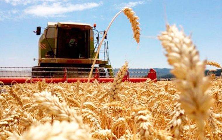A strong US dollar as the local currency value erodes has attracted some Brazilian farmers to grow wheat, which is normally mostly imported from Argentina 