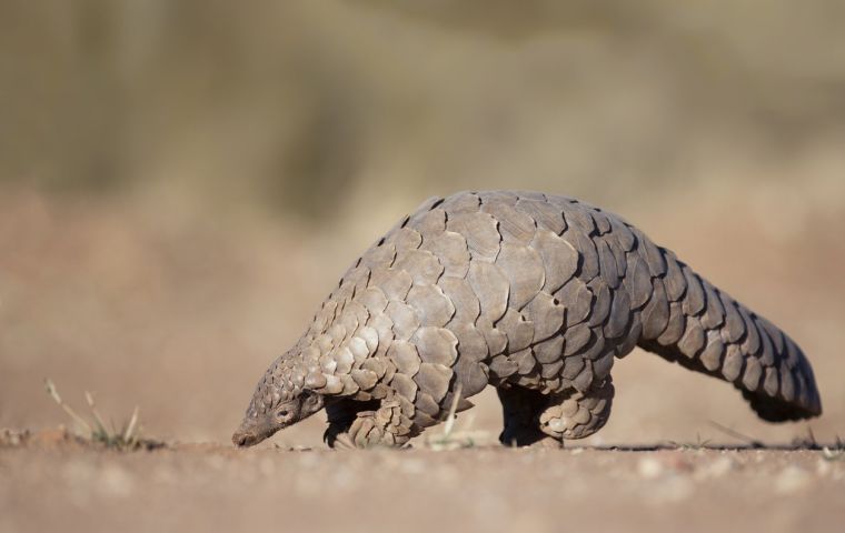 Chinese state media reported that pangolins were left out of the official Chinese Pharmacopoeia this year
