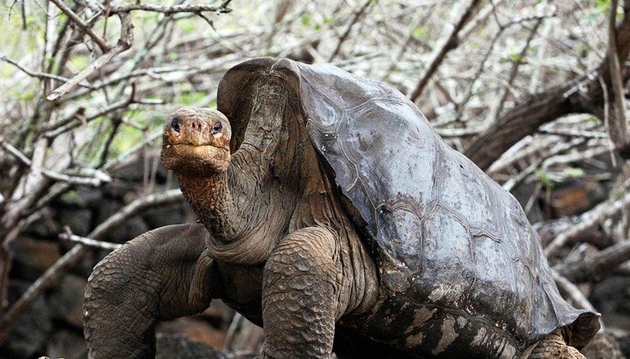 Galapagos Tortoises Live in Captivity