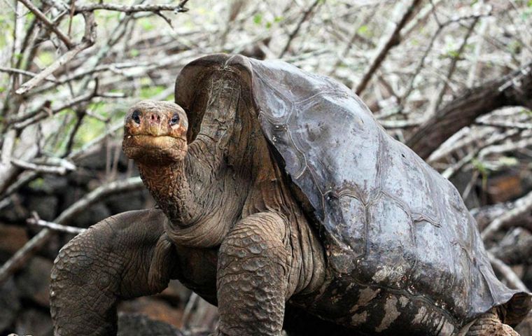 A photo from the Galapagos National Park of giant tortoises which have lived in captivity for decades and helped rescue their species from the brink of extinction