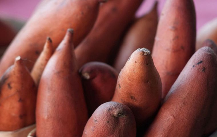 The question, long hypothesized in part is based on enduring presence in Polynesia of a staple food in the form of the sweet potato that originated in South America