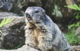 The boy, who lived in the remote southwest province of Gobi-Altai, caught the rare bacterial illness after hunting and eating a marmot, according to health officials