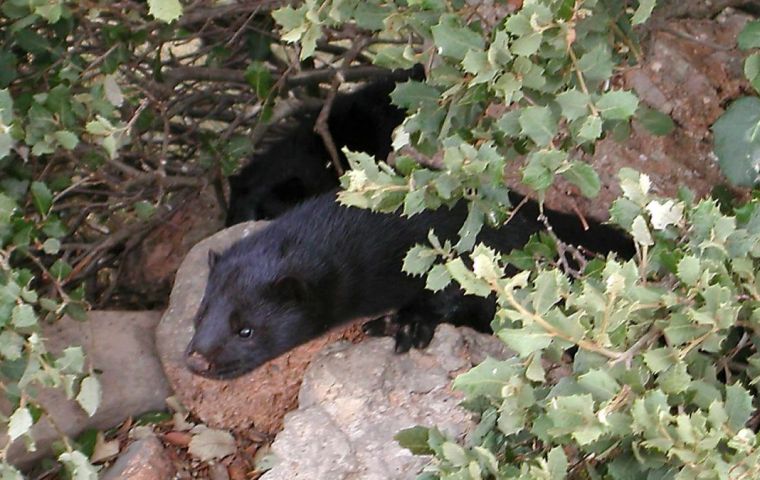 Located in Puebla de Valverde, north-west of Valencia, the mink farm has been carefully monitored since May 22 after seven workers tested positive for Covid-19