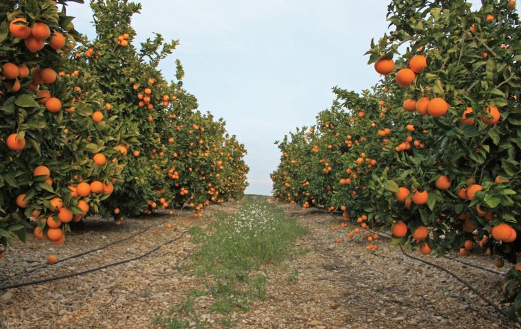 Sales reached US$1.751 billion, up 3% compared to the US$1.707 billion generated in the previous harvest, according to data from CitrusBR