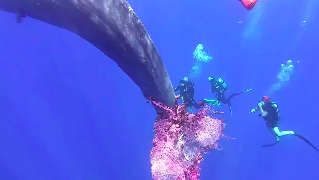 Italian frogmen try to free a sperm whale caught in abandoned fishing net —  MercoPress