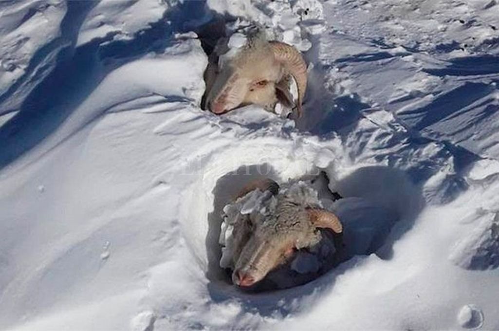 Borë metri i lartë po kërcënon bujqësia dhe bagëtinë