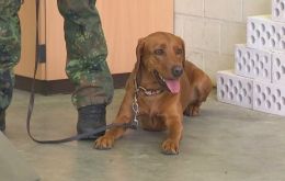 Eight dogs from Germany's armed forces were trained for only a week and were able to accurately identify the virus with a 94% success rate in a pilot project
