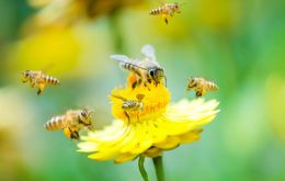 US and Canadian universities researchers looked at seven major fruit, vegetable and nut crops dependent on pollination by wild bees and managed honeybees