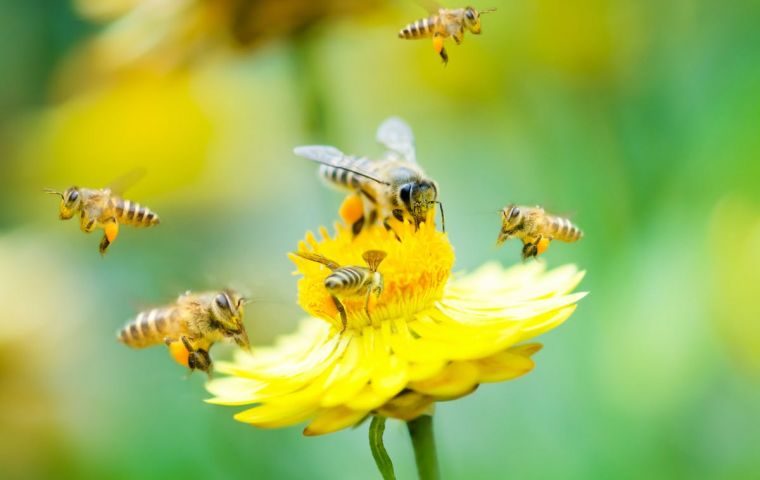 US and Canadian universities researchers looked at seven major fruit, vegetable and nut crops dependent on pollination by wild bees and managed honeybees