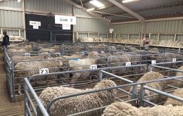 West Falklands Ram and Fleece Show. NUALA KNIGHT