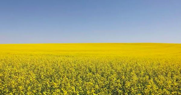 Canola Price Boom In Canada Despite China Not Buying Directly MercoPress