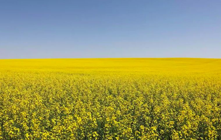 Chinese authorities have since March 2019 blocked canola shipments, an action they took after Canadian police detained a Huawei Technologies executive in 2018