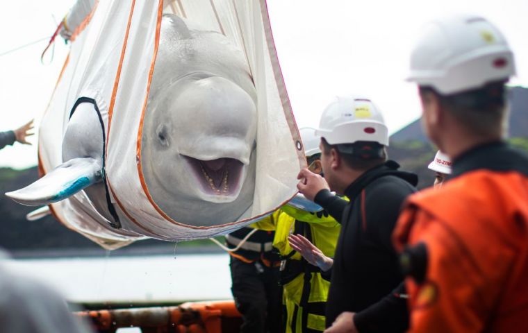 The animals were moved by truck and tugboat, carried in specially made slings which were designed with foam matting so that the whales were comfortable