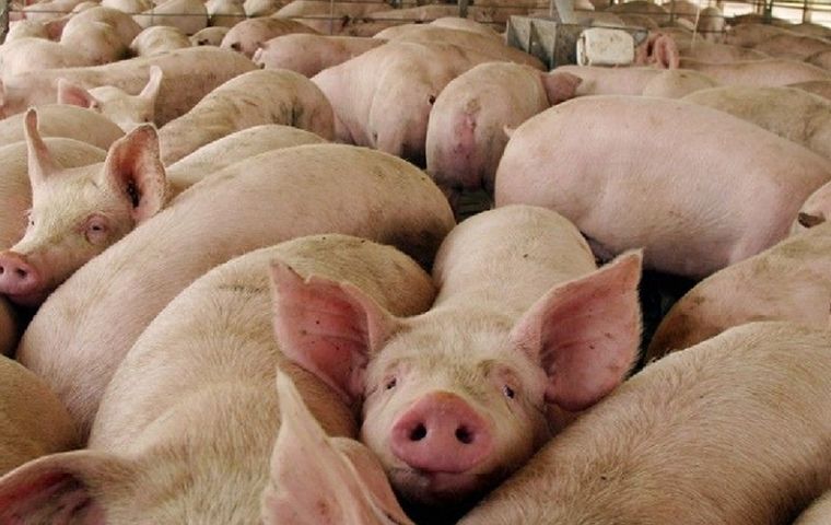 Exports of pork from January to July climbed 38,78% to 579,900 tons compared to  417,800 tons exported in the same period of 2019