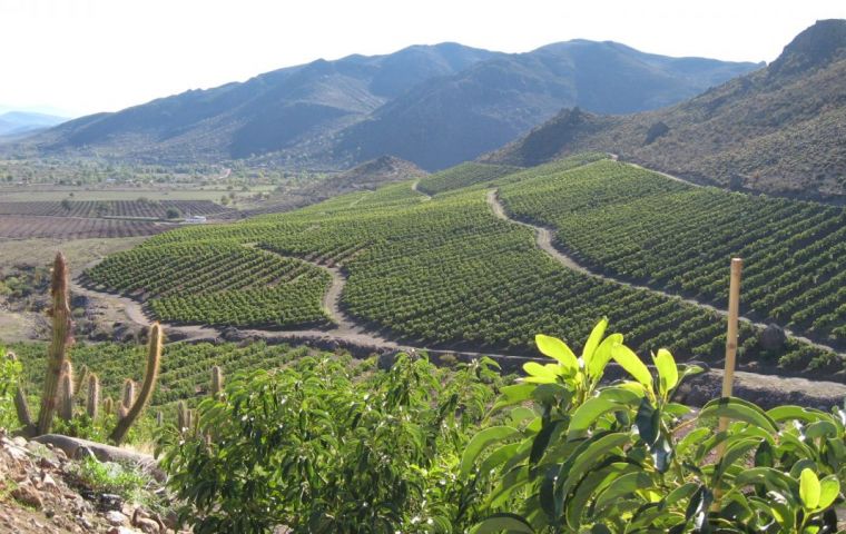 Leo Heller, the UN special rapporteur said he had asked the government to “clarify” its approach to the intensive cultivation of avocados in central Chile