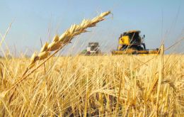 The Rosario Stock Exchange had cut wheat planted area estimates by another 100,000 hectares, bringing overall wheat area to 6.5 million hectares