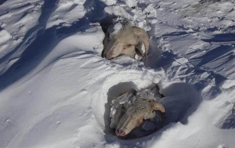 “We estimate that the worse losses are along the mountainous terrain between 1,000 and 1,300 meters above sea level, while at sea level we can expect sheep mortality in the range of 30%”. 