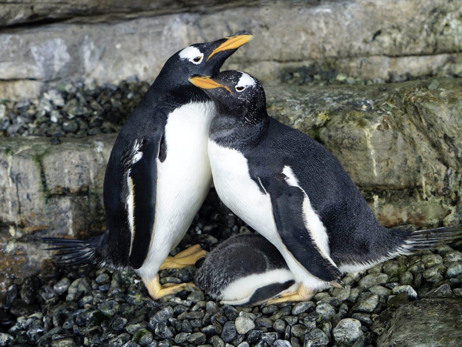 Two female Gentoo penguins are raising a baby chick in Spanish aquarium —  MercoPress