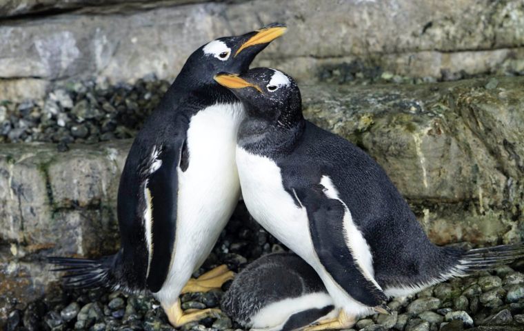 Penguin parents typically take turns incubating their eggs, which usually take 38 days to hatch.
