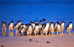 Before the pandemic, going to watch the penguin colonies on Phillip Island, about two hours' drive from Melbourne, was a major tourist draw.
